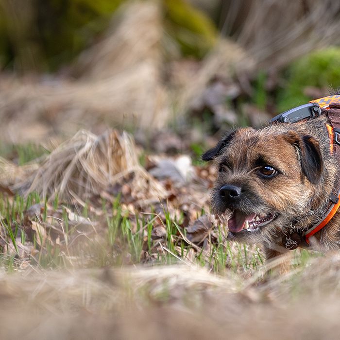 Mantrailing Bad Buchau – mantrailing